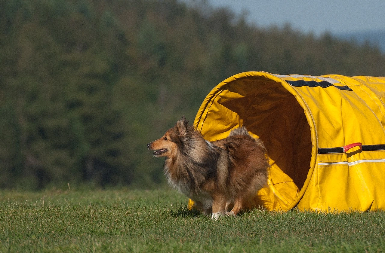 Agility