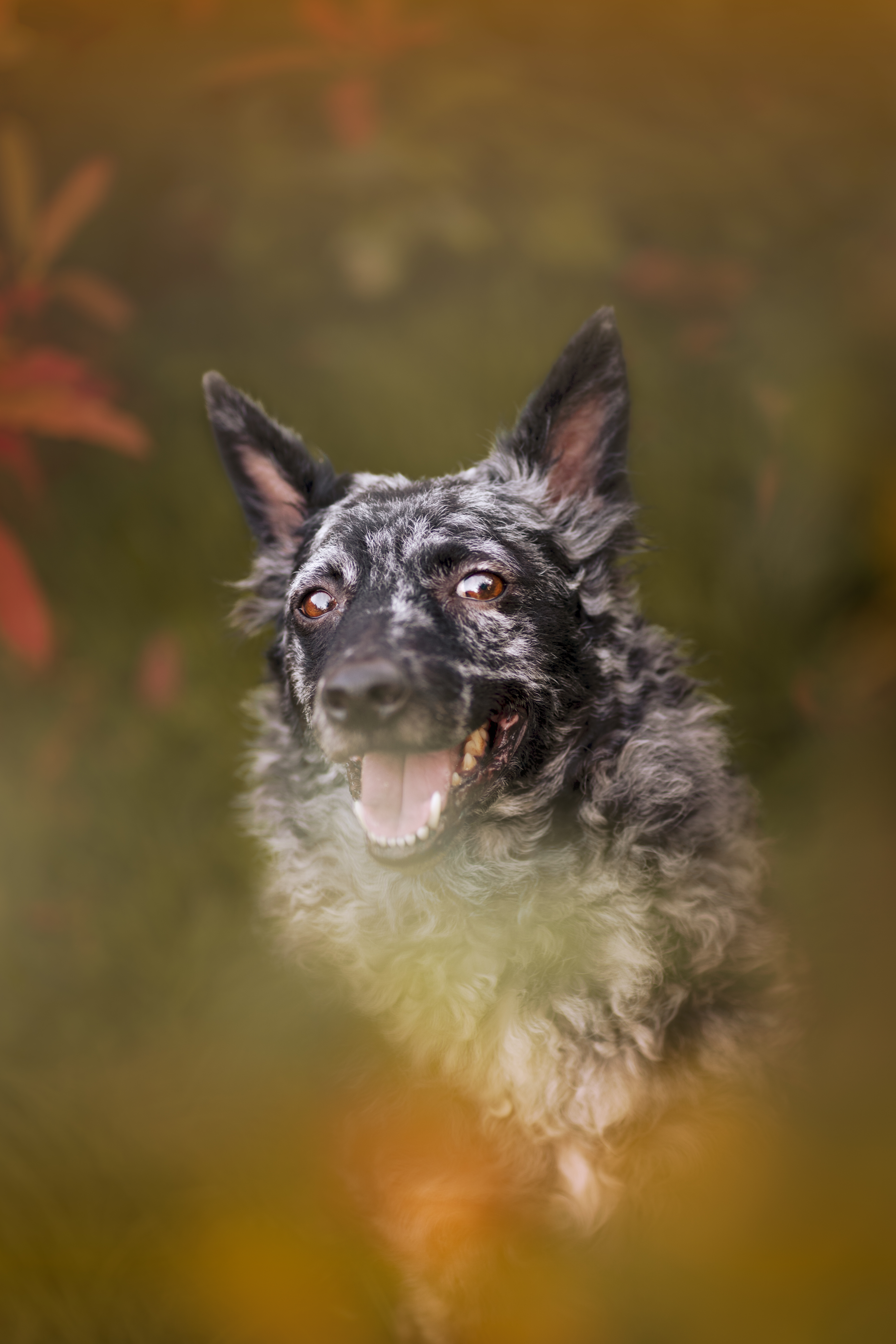 Alrischa Mudi Star from the Czech Land (Ariška)