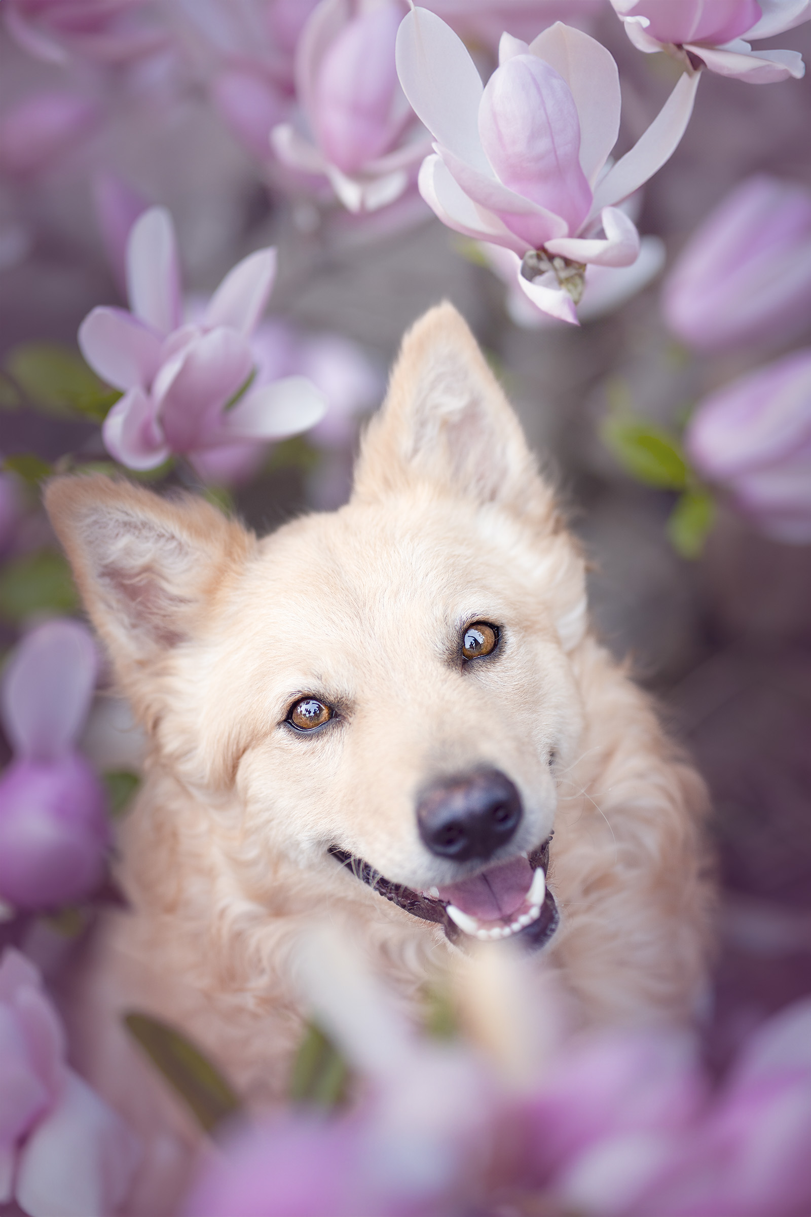 Aurelius Foxhyn (Auri)